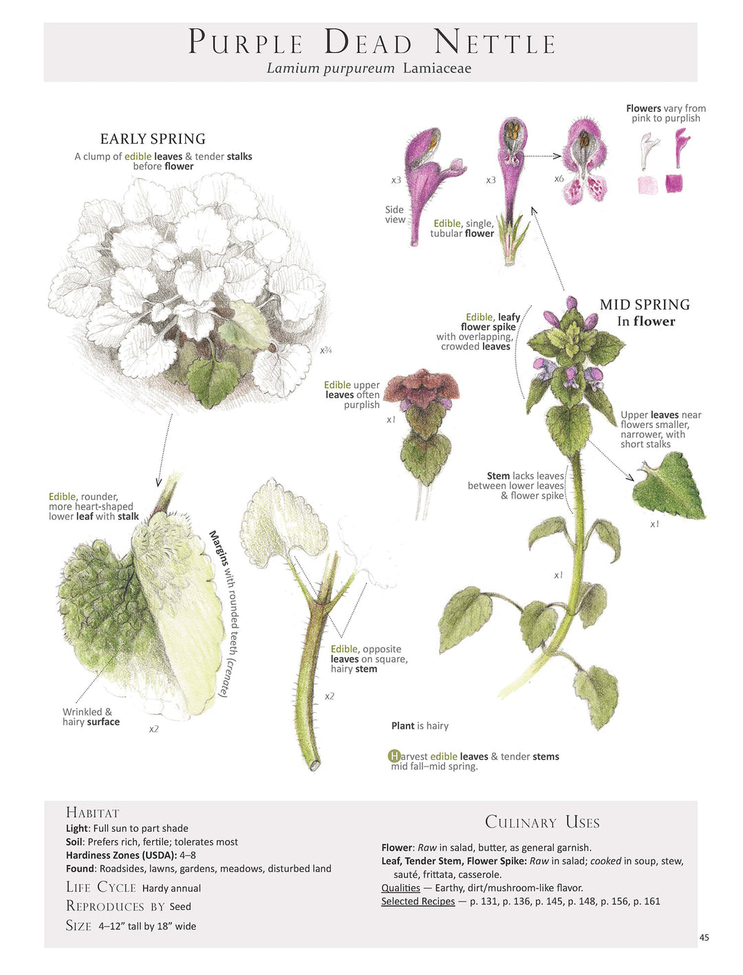 Nurturing nature’s bounty: Exploring the healing properties of Purple Dead Nettle