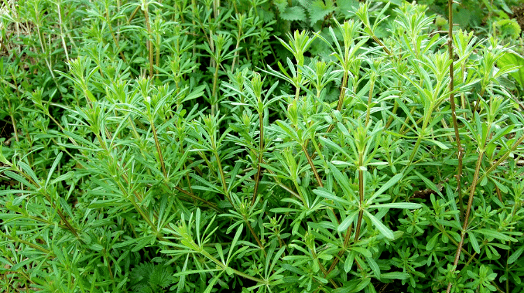 Cleavers: The Lymph-Loving Wild Herb You Didn’t Know You Needed