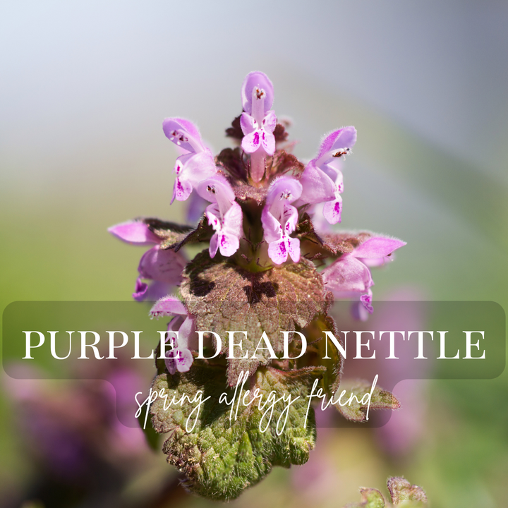 Purple Dead Nettle Salve